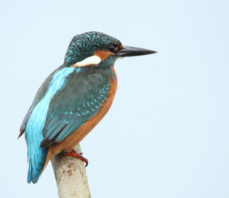 Eisvogel Männchen