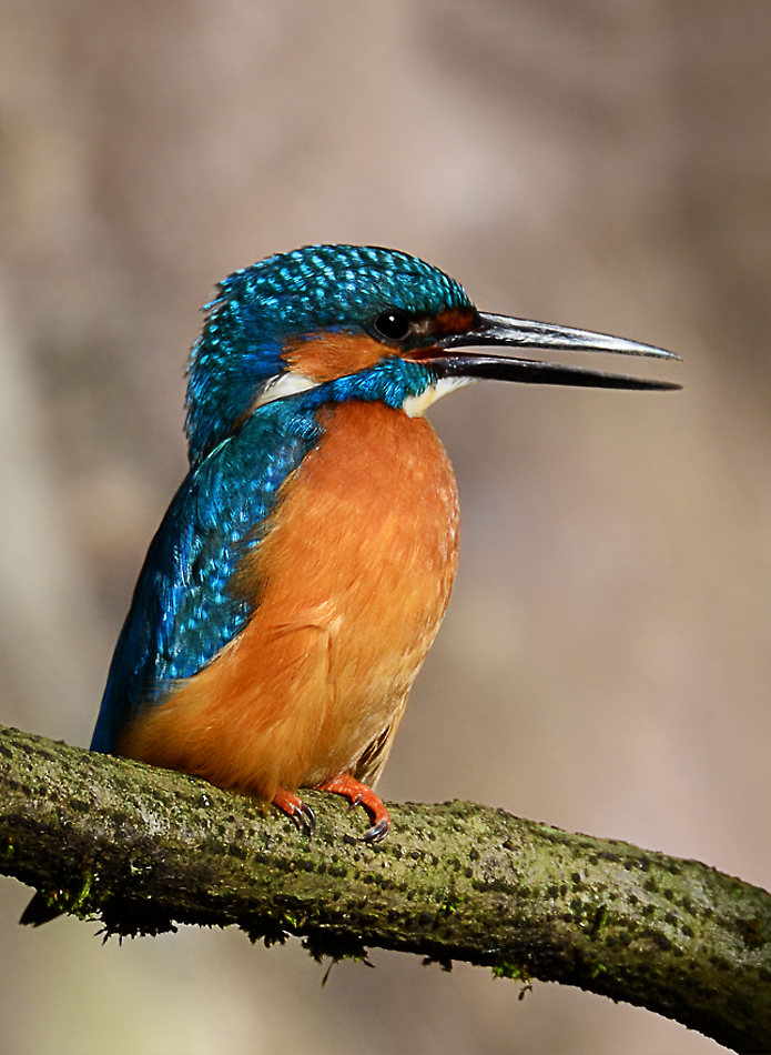 Eisvogel-Männchen