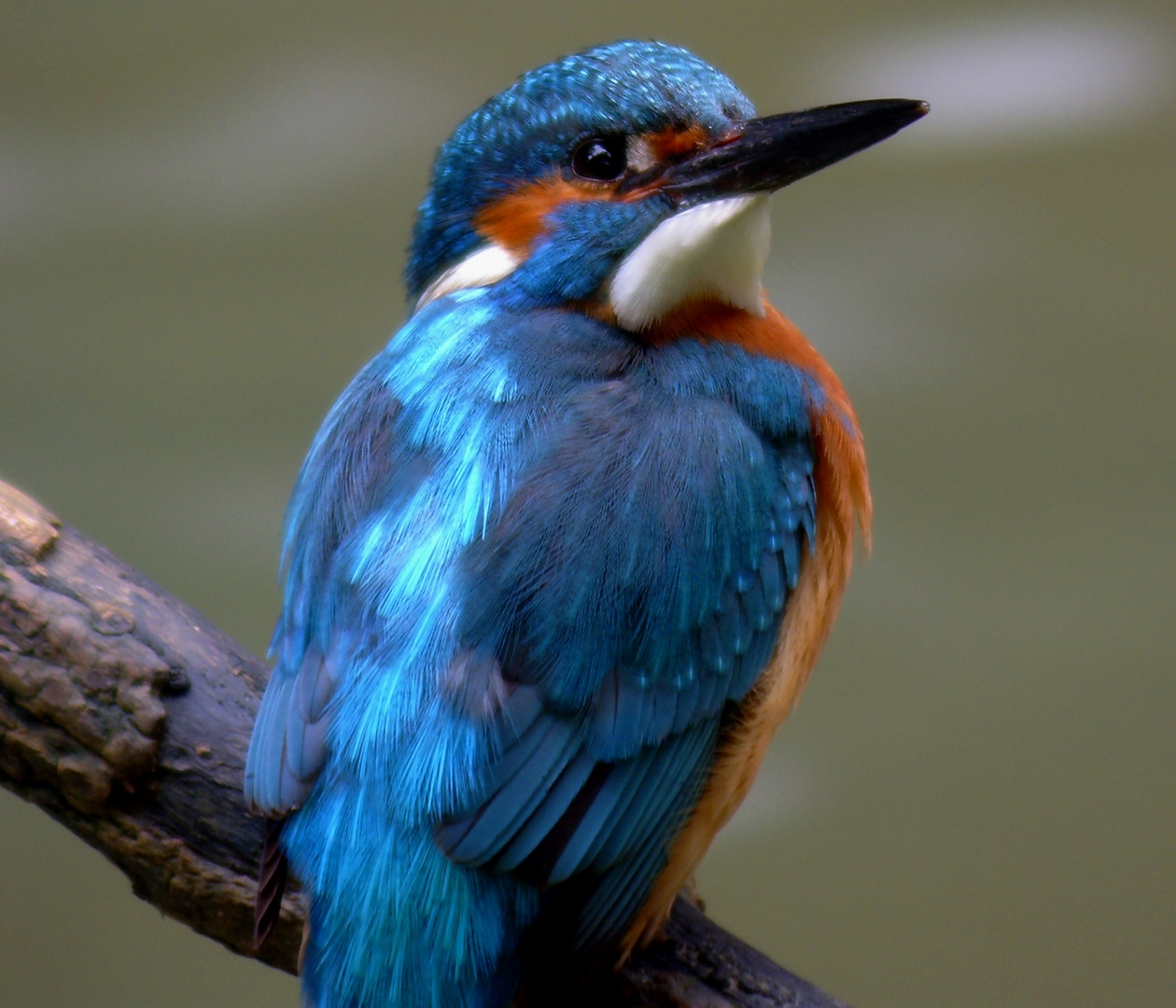 Eisvogel Männchen (Alcedo atthis)