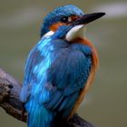 Eisvogel Männchen (Alcedo atthis)