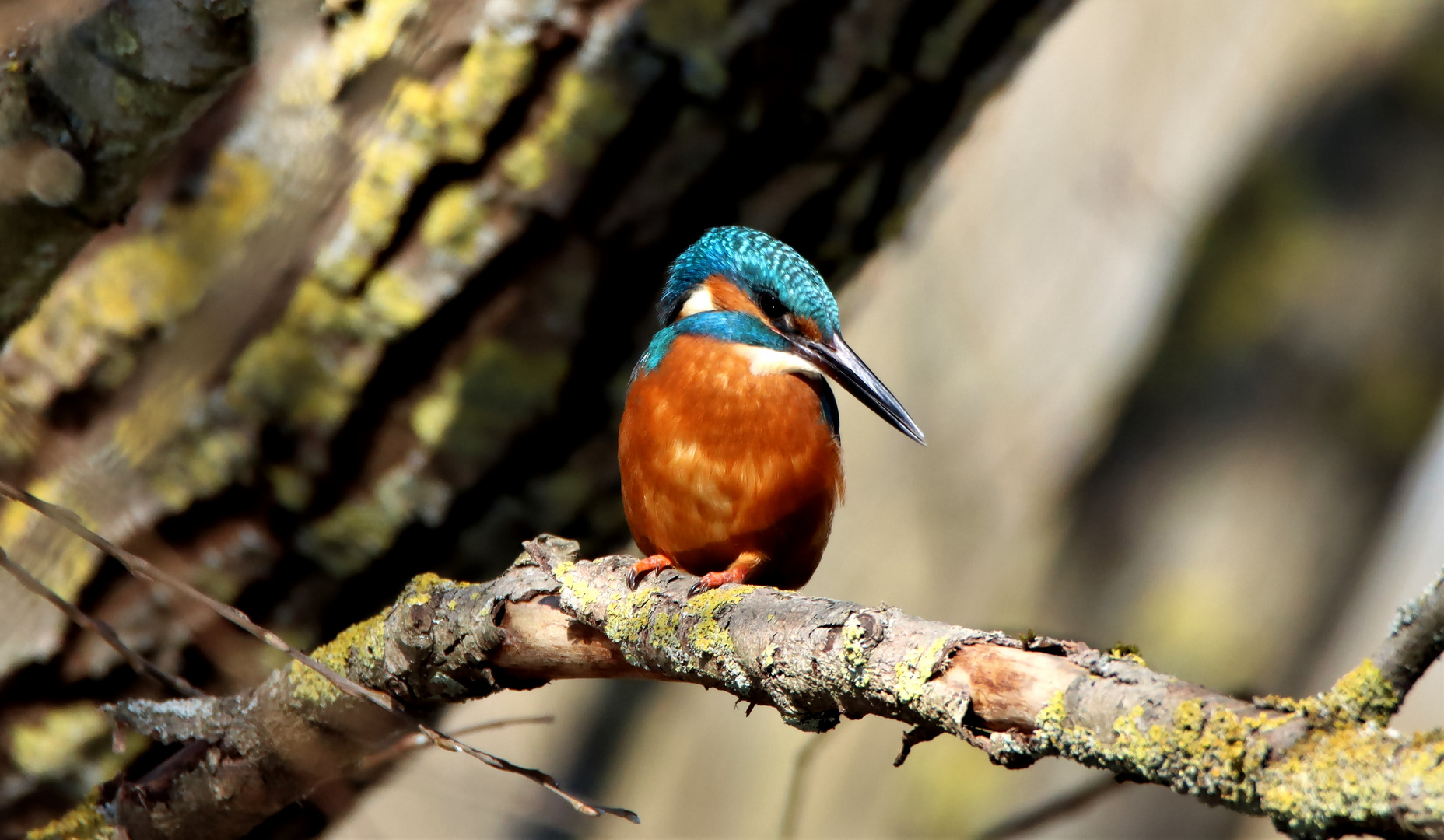 Eisvogel (Männchen)