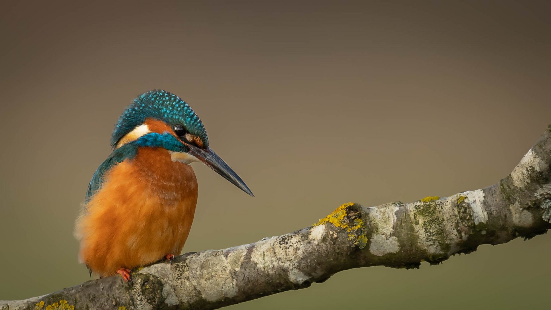 Eisvogel Männchen