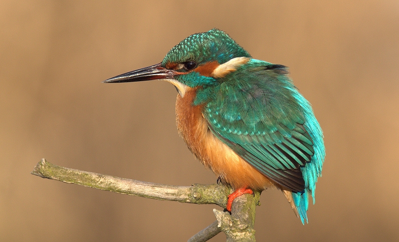 Eisvogel Männchen