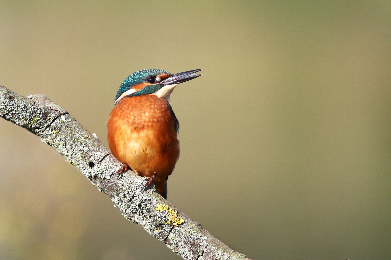 Eisvogel (Männchen)