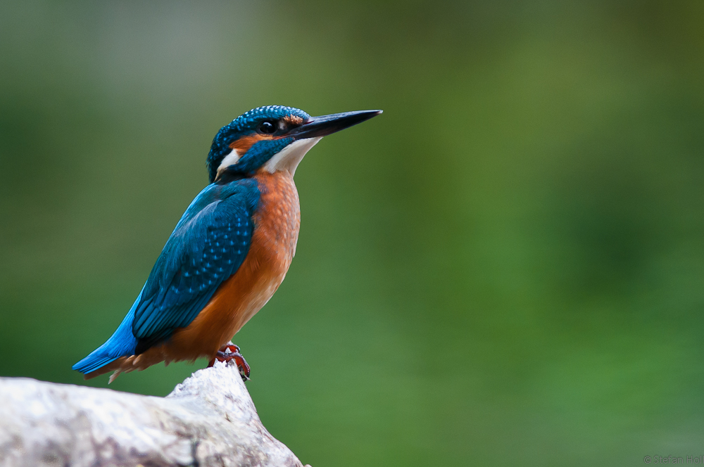 Eisvogel Männchen