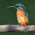 Eisvogel Männchen