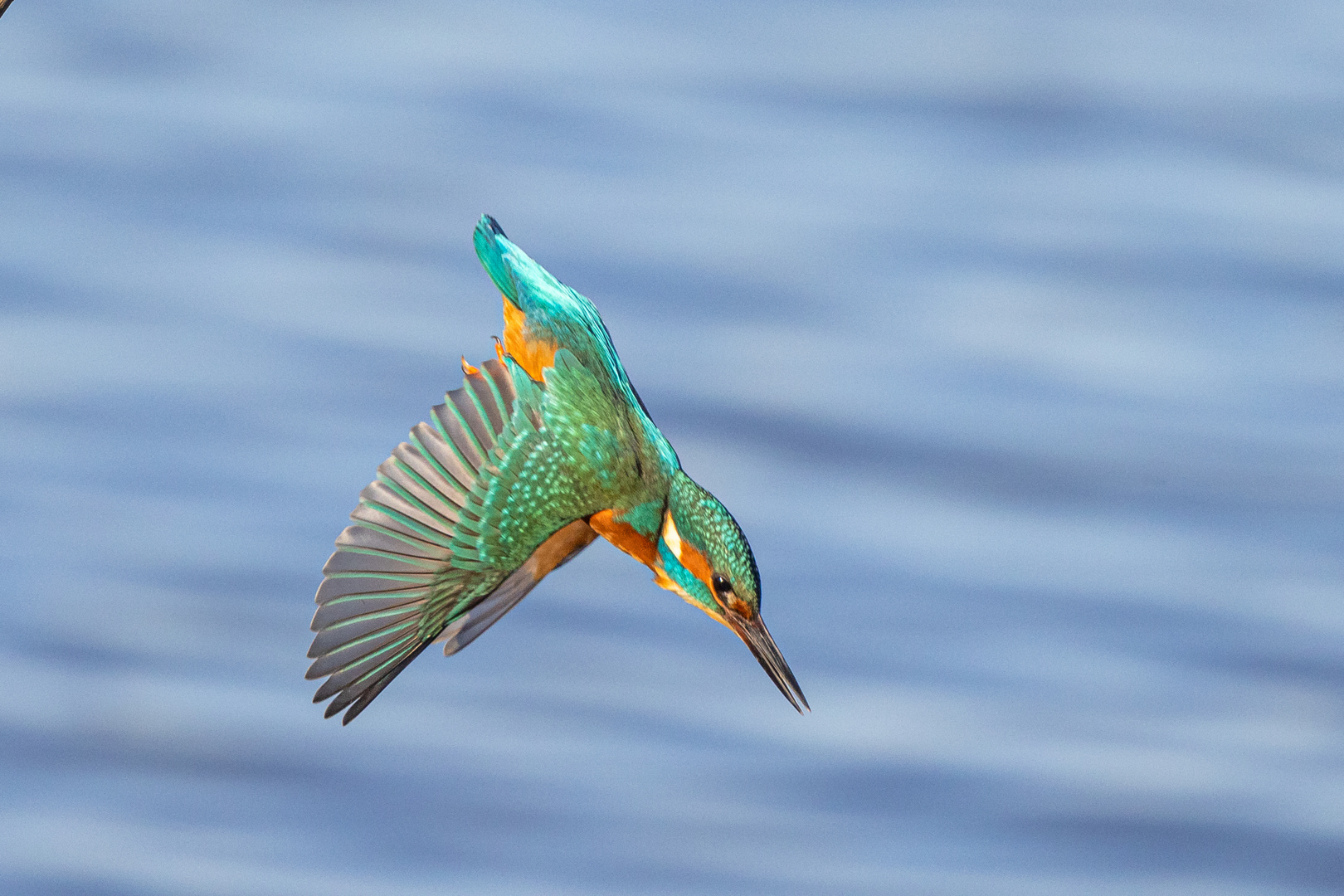 Eisvogel Männchen