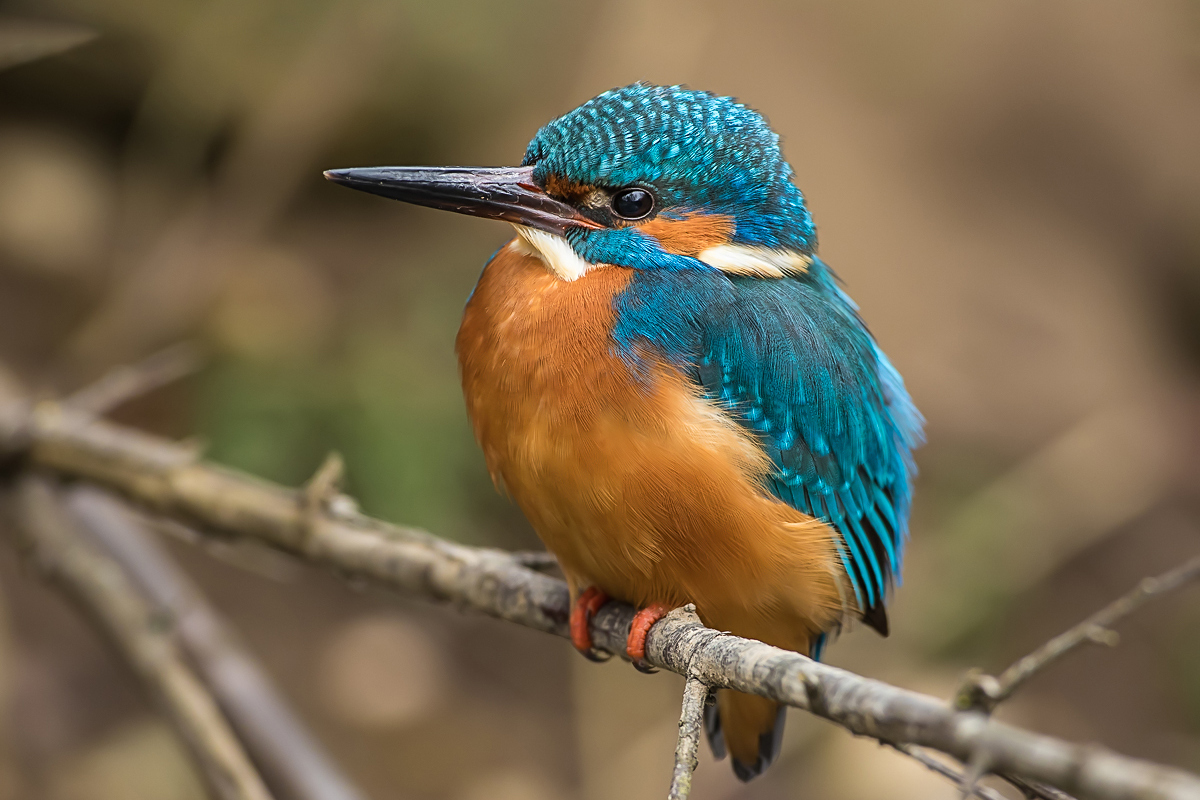 Eisvogel-Männchen