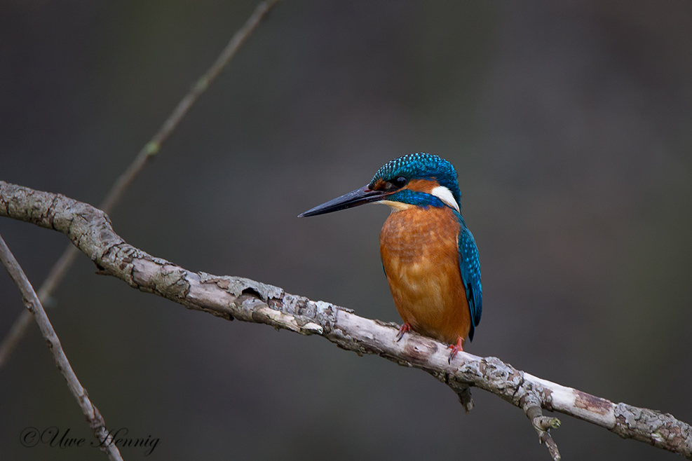 Eisvogel Männchen