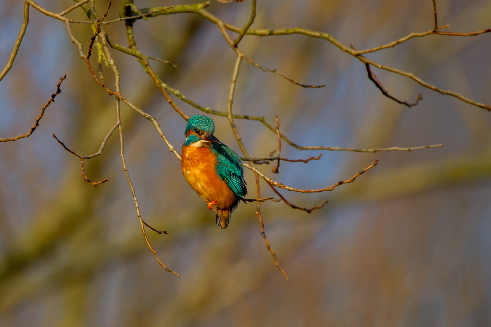 Eisvogel Männchen