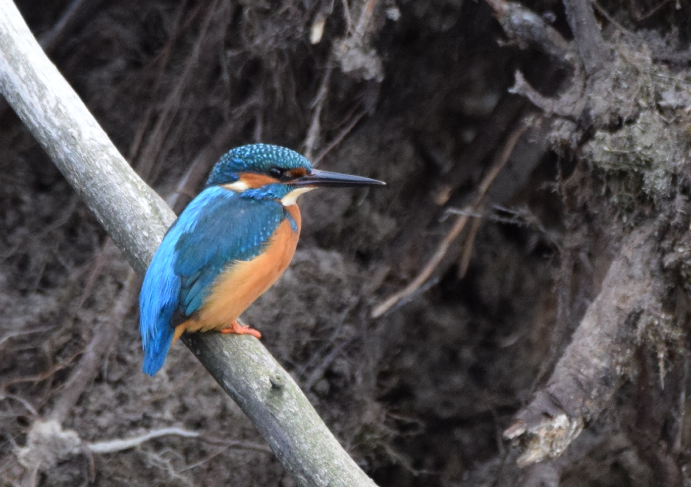 Eisvogel  Männchen