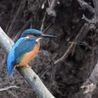 Eisvogel  Männchen