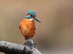 Eisvogel Männchen