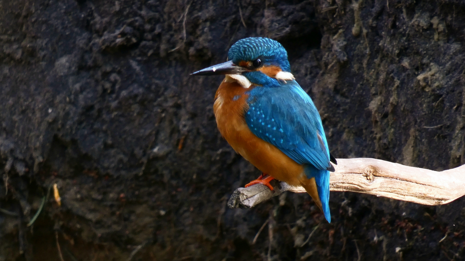 Eisvogel Männchen!