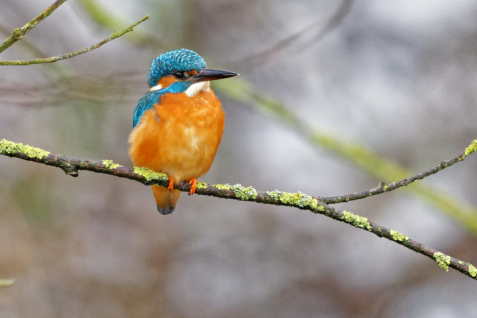 Eisvogel Männchen