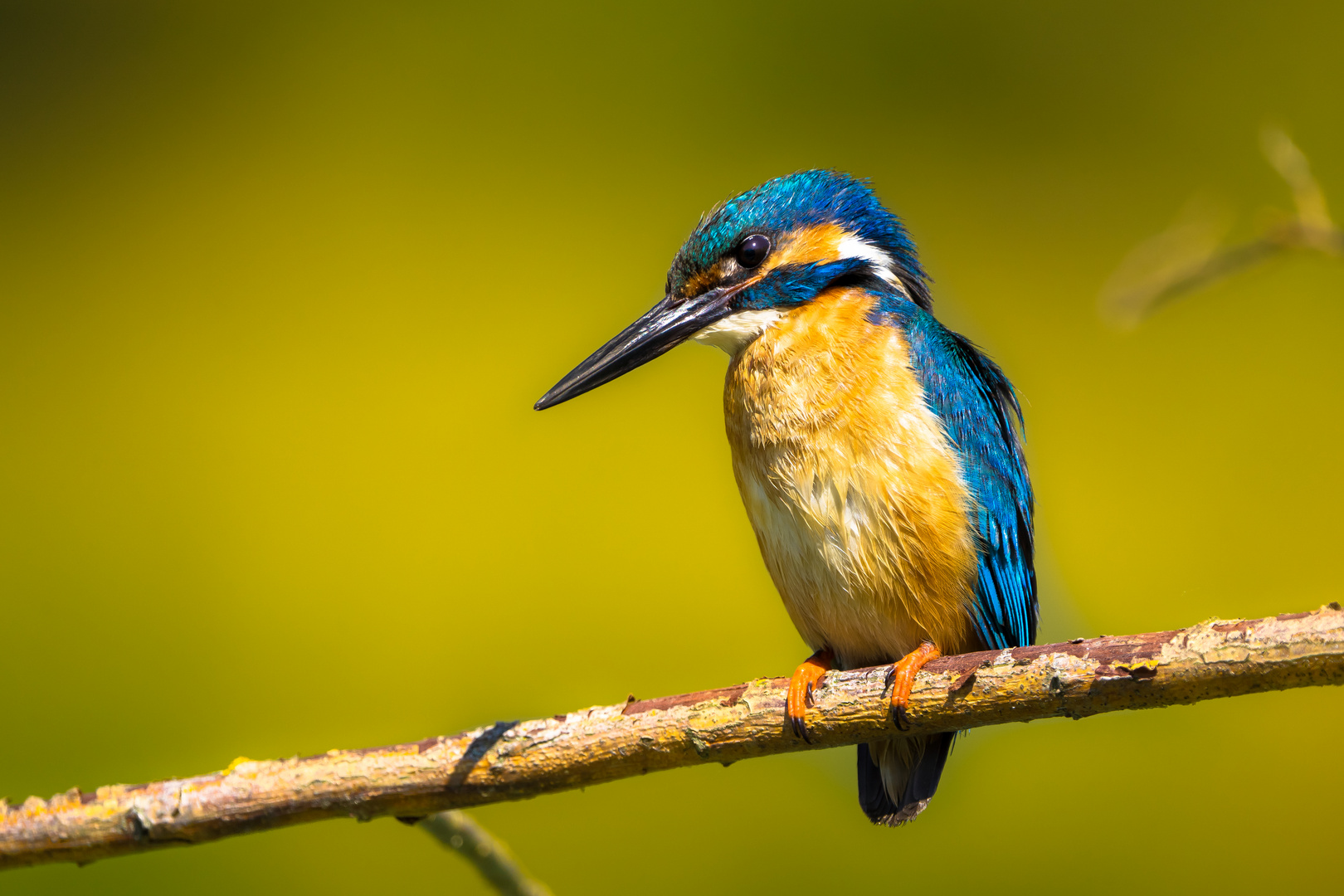 Eisvogel Männchen III