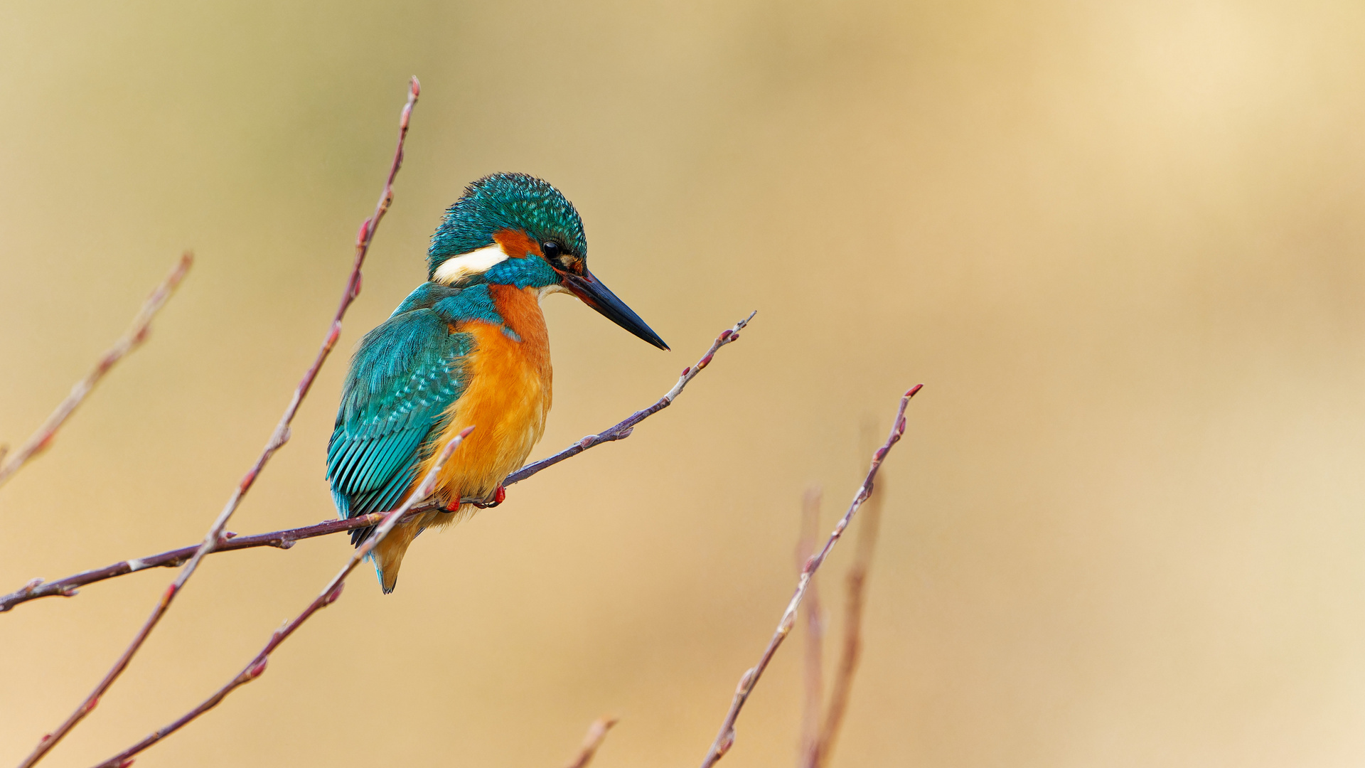 Eisvogel Männchen im besten Licht 