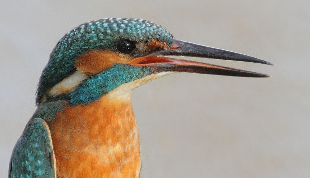 Eisvogel Männchen im Profil