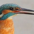 Eisvogel Männchen im Profil