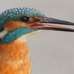 Eisvogel Männchen im Profil