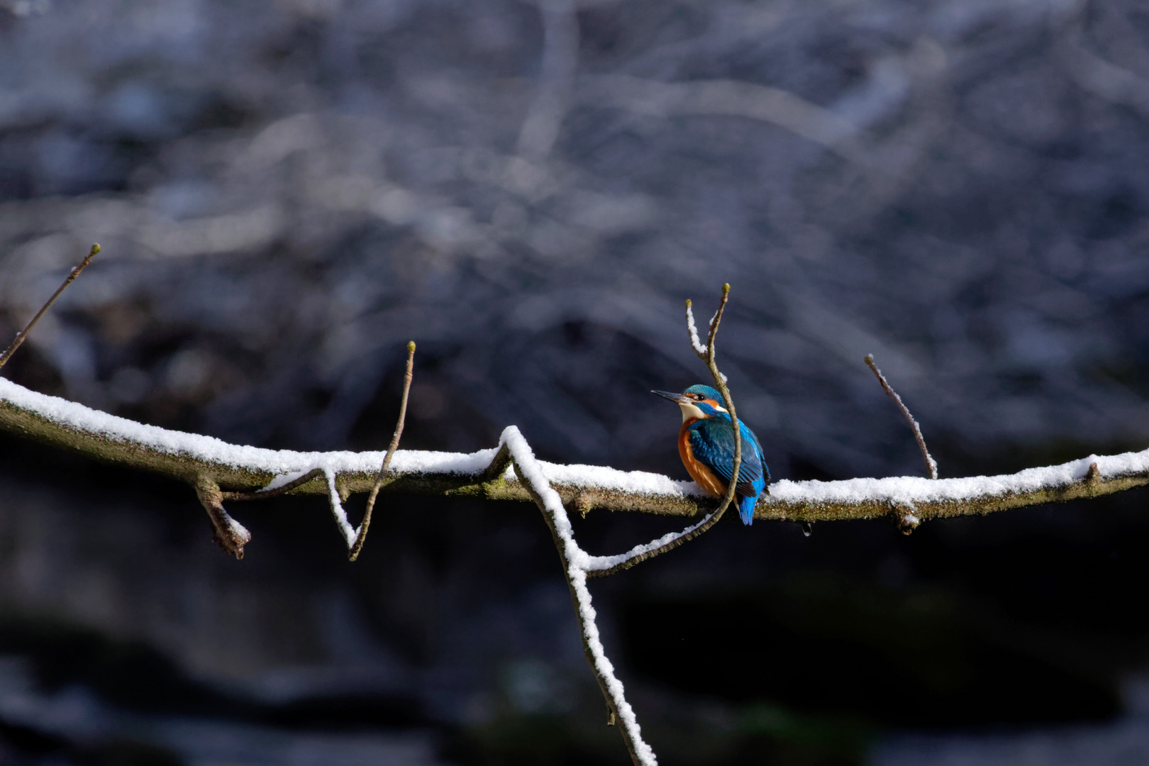 Eisvogel - Männchen im Schnee.. Doku