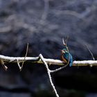 Eisvogel - Männchen im Schnee.. Doku