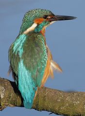 Eisvogel Männchen (+Kurzfilm)