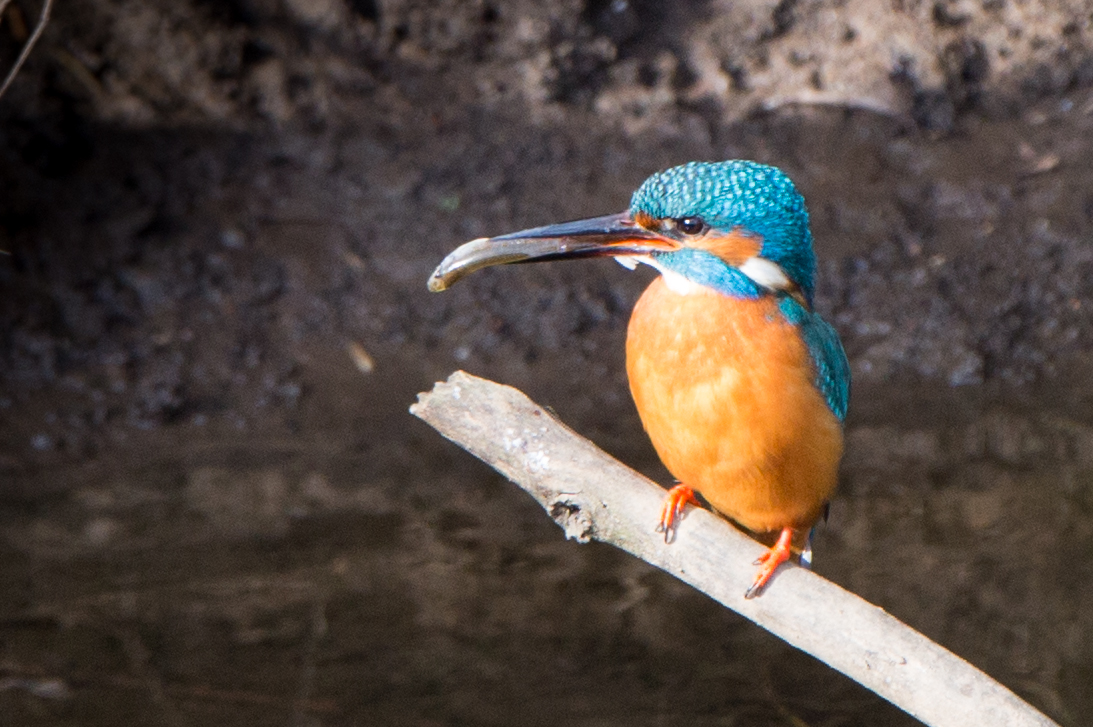 Eisvogel Männchen mit Brautgeschenk