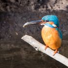 Eisvogel Männchen mit Brautgeschenk