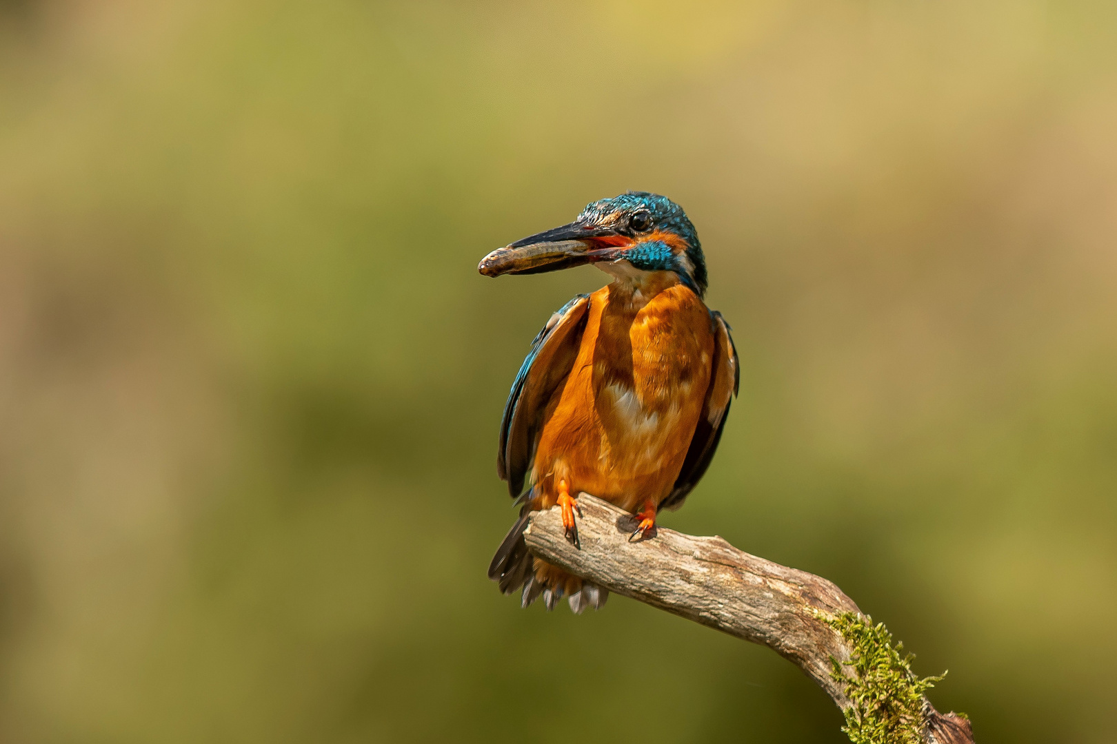 Eisvogel-Männchen mit erbeutetem Fisch