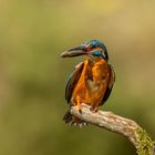 Eisvogel-Männchen mit erbeutetem Fisch