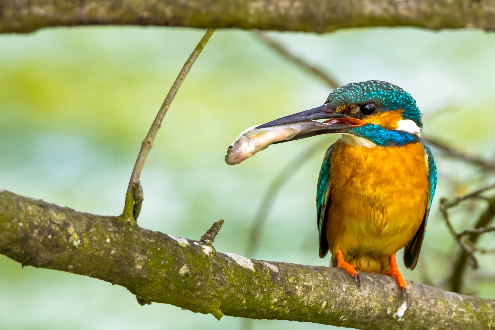 Eisvogel Männchen mit Fang