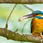 Eisvogel Männchen mit Fang