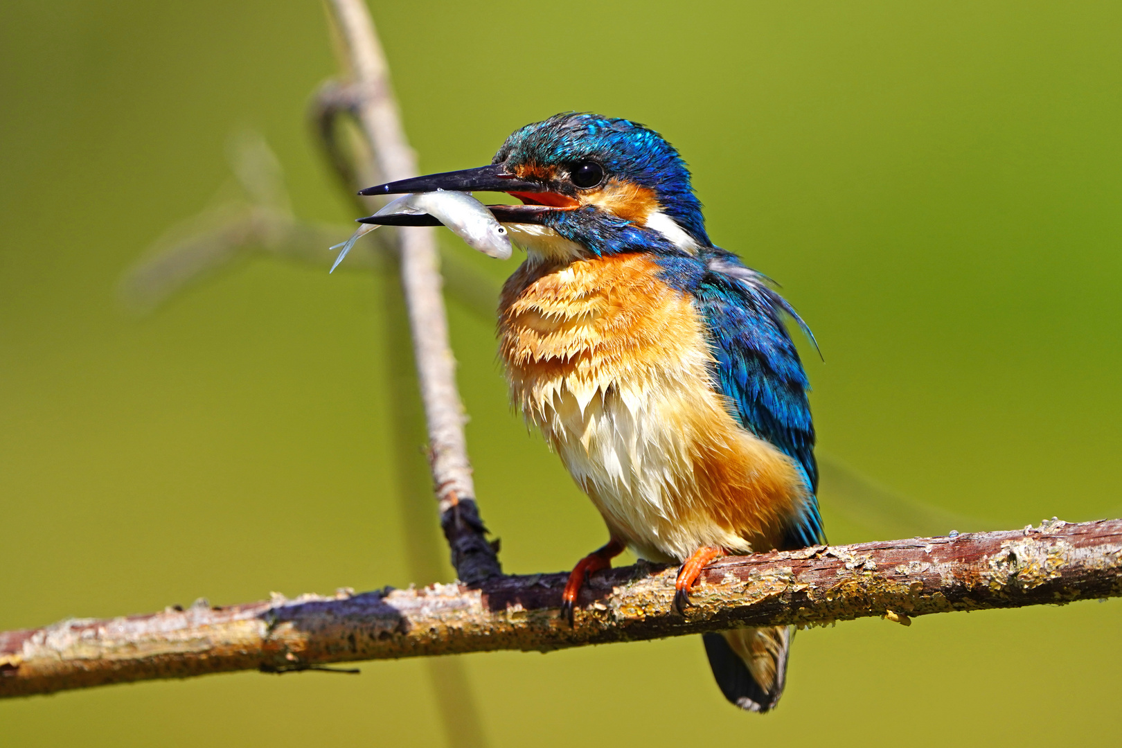 Eisvogel Männchen mit Fisch