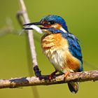 Eisvogel Männchen mit Fisch