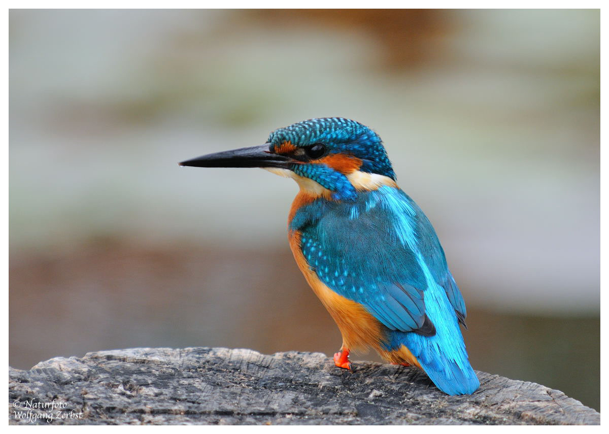 --- Eisvogel , männl. ---- (Alceda atthis )