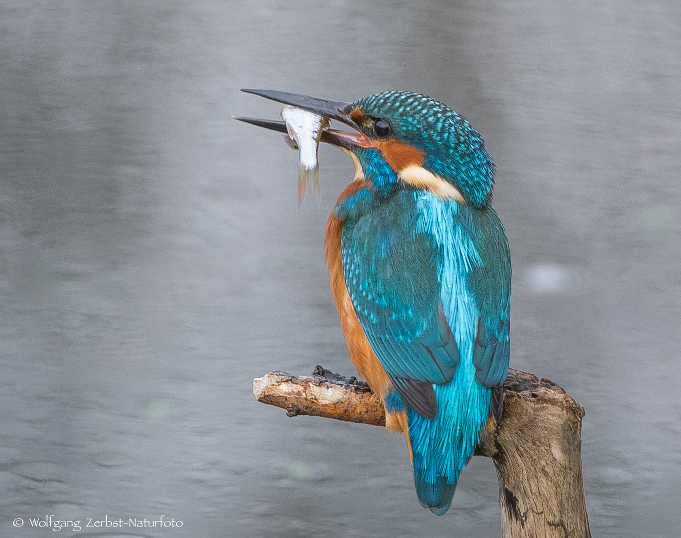 " Eisvogel, männl. " ( Alcedo atthis )