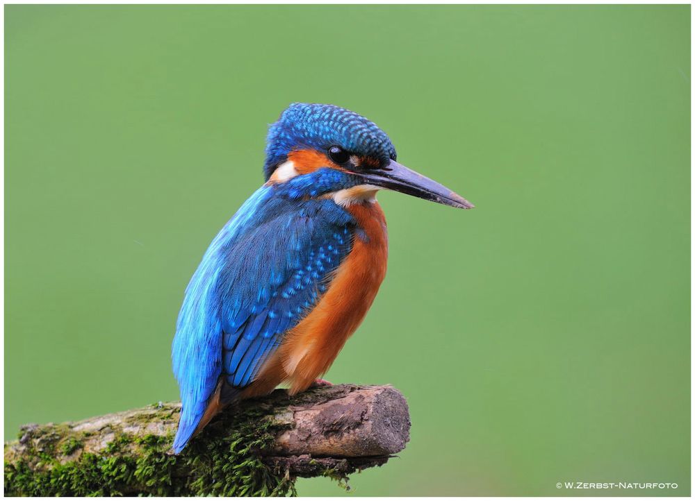 --- Eisvogel männl. ----(- Alcedo atthis )