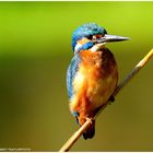 --- Eisvogel männl. --- ( Alcedo atthis )