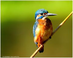 --- Eisvogel männl. --- ( Alcedo atthis )