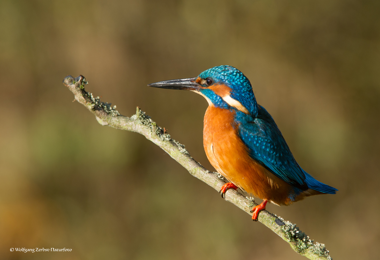 --- Eisvogel männl. ---       ( Alcedo atthis )