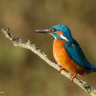 --- Eisvogel männl. ---       ( Alcedo atthis )