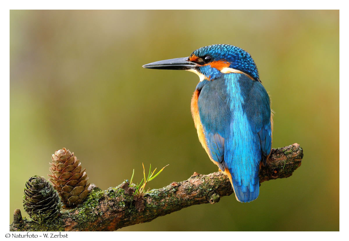 ---- Eisvogel männl. ---- ( Alcedo atthis )