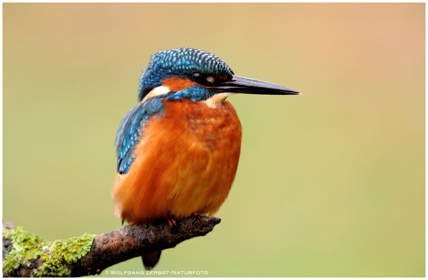 --- Eisvogel männl. ---