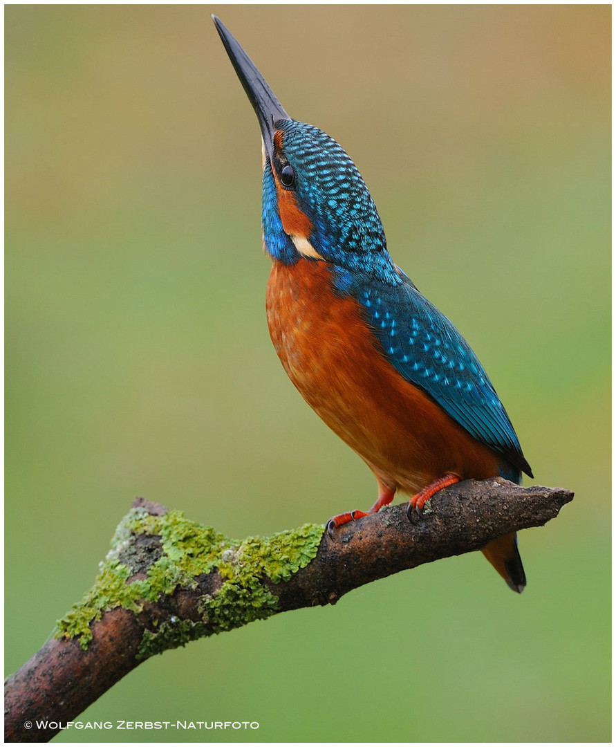 --- Eisvogel männl. III --- ( Alcedo atthis )