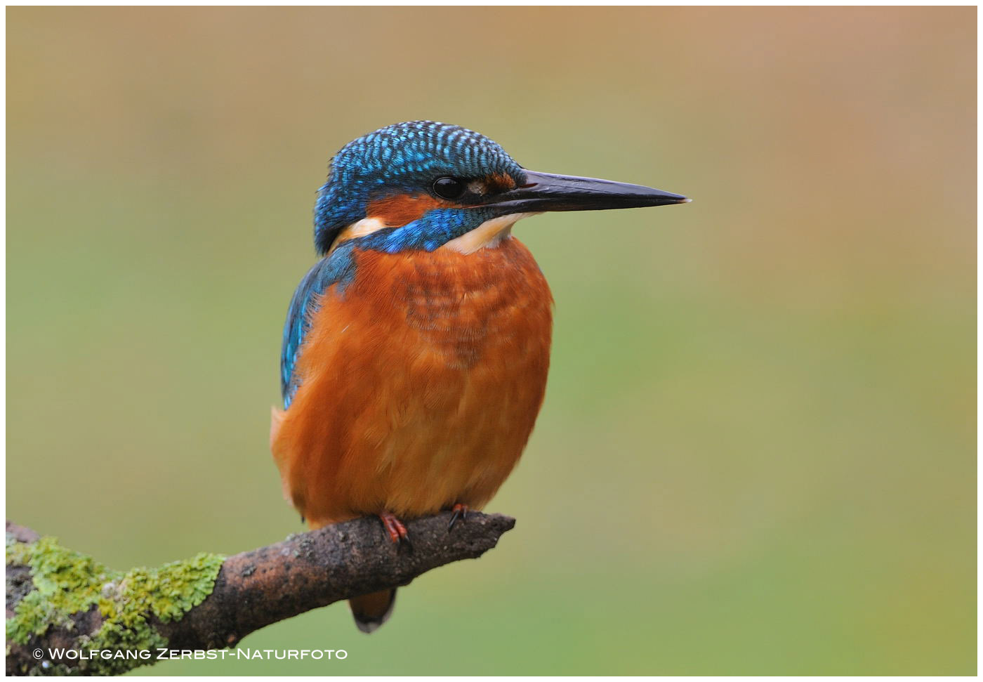 --- Eisvogel männl. IV --- ( Alcedo atthis )