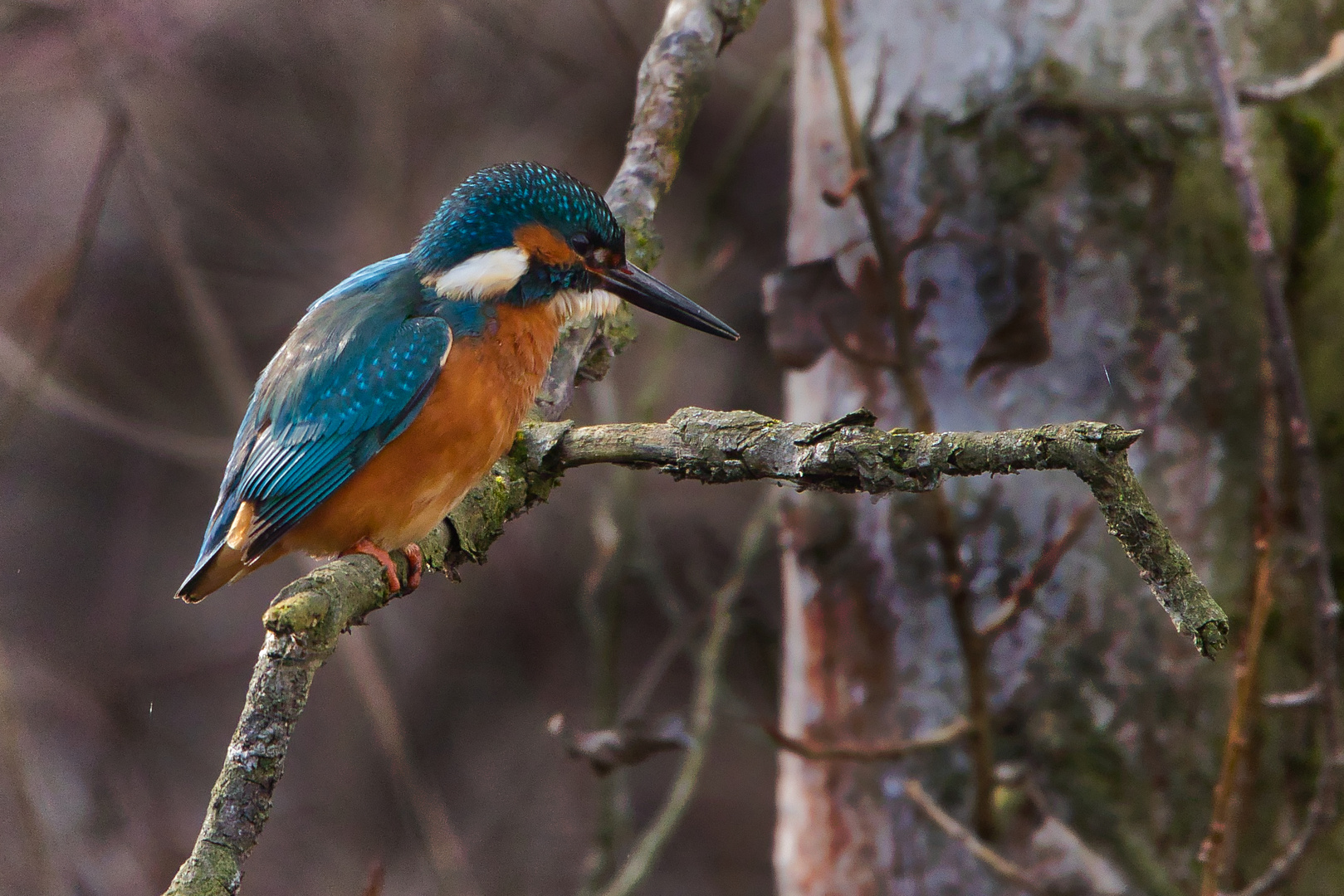 Eisvogel (männlich)