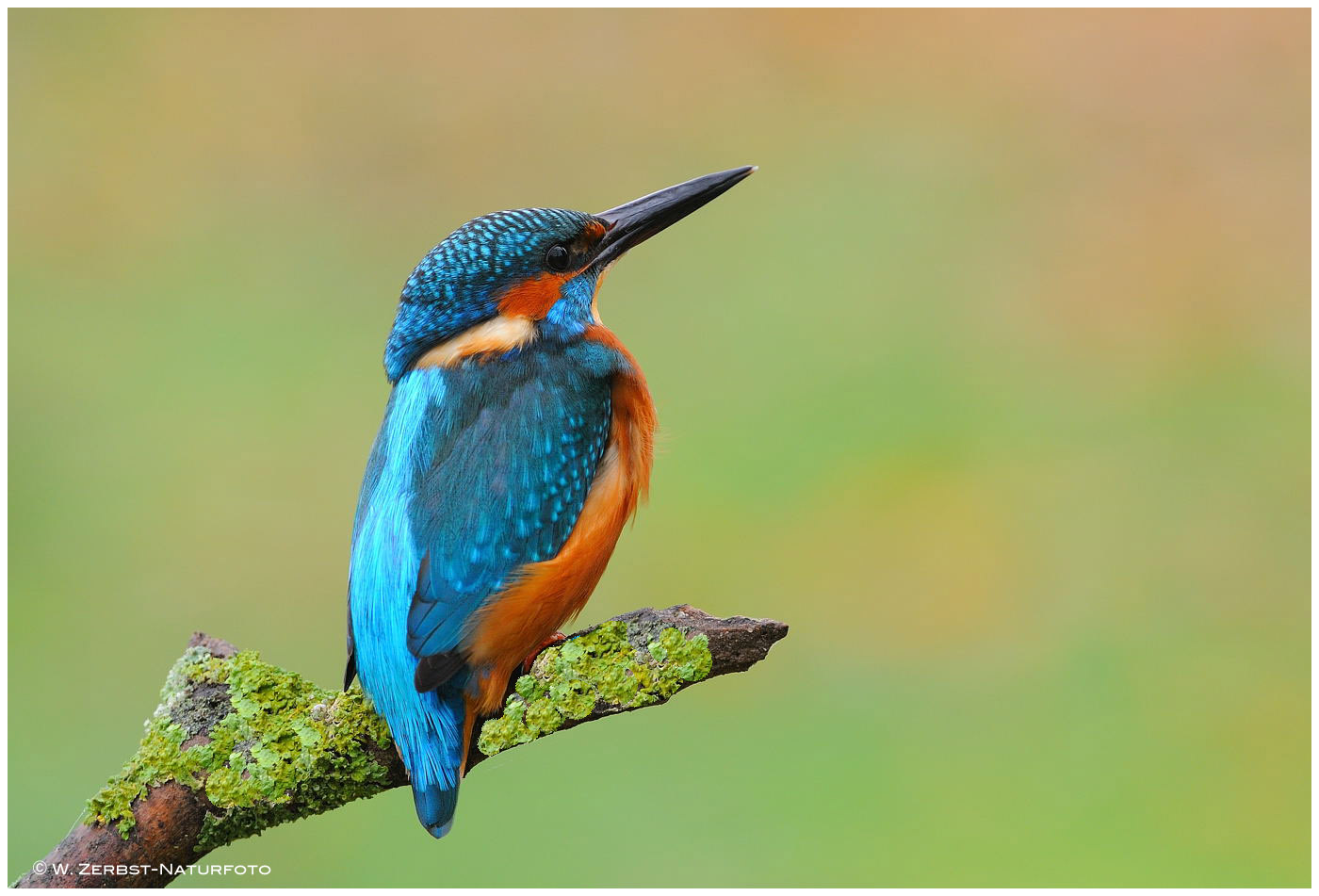 --- Eisvogel, männlich ---