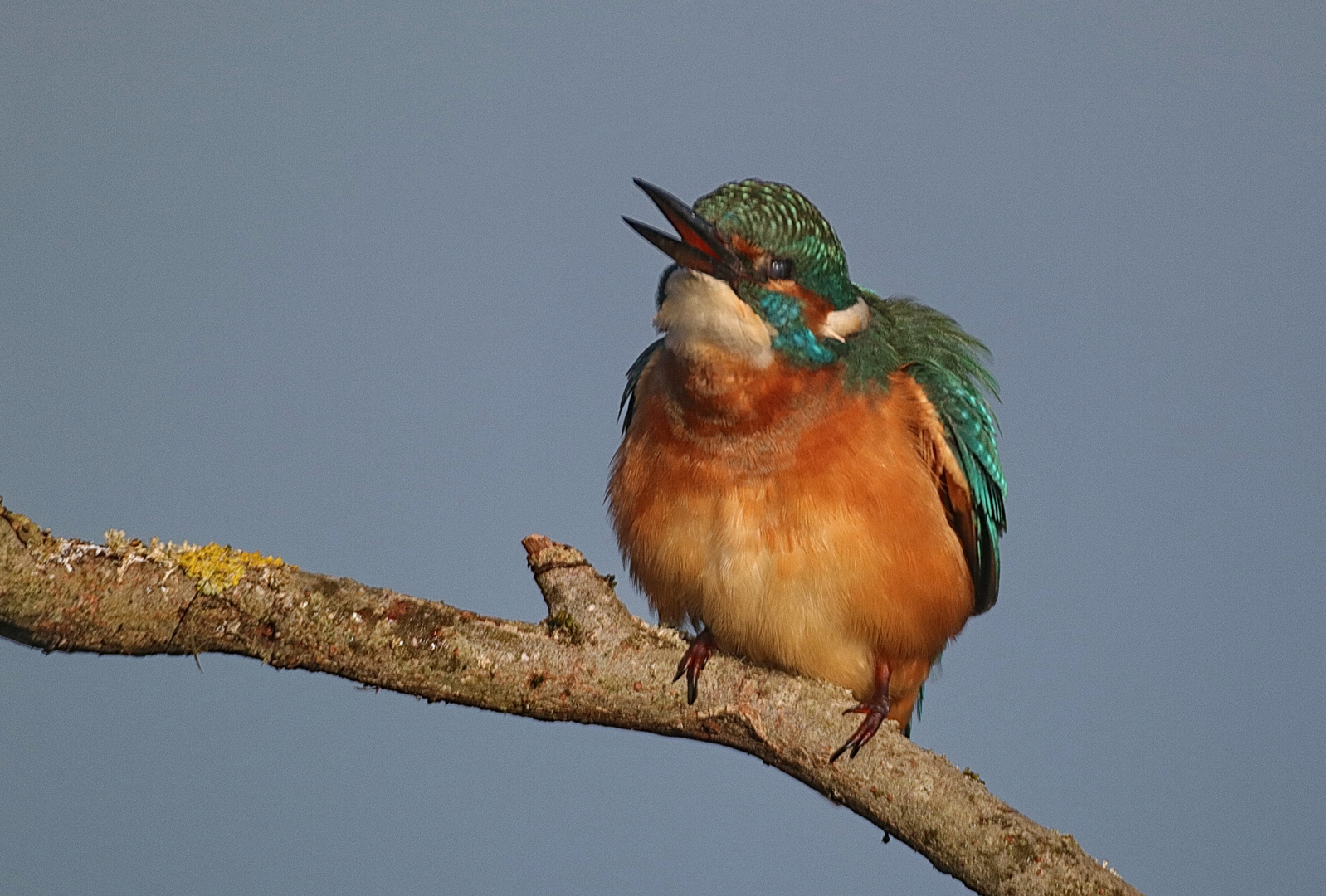 Eisvogel männlich