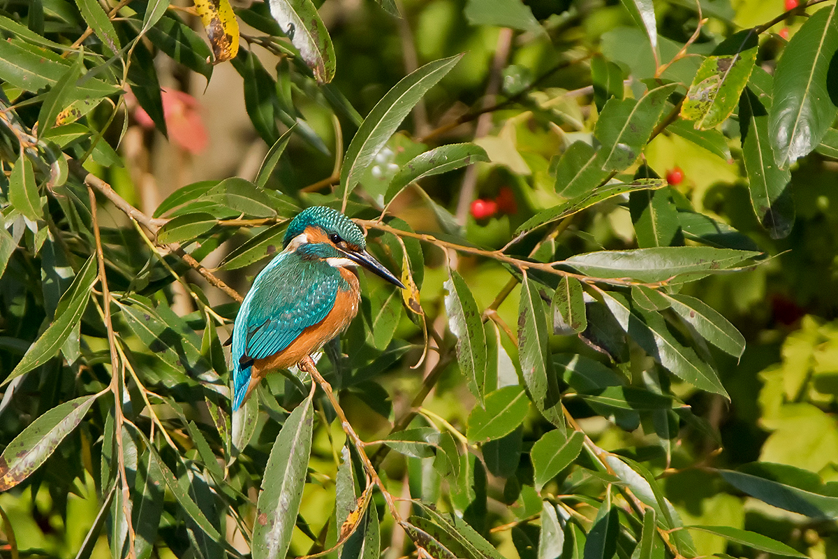 Eisvogel männlich